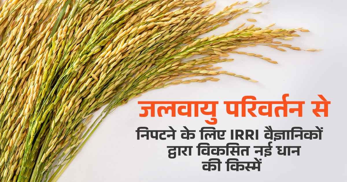IRRI's new rice varieties not only yield more with less water